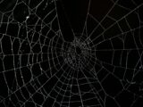 spider web in close up photography