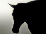 Silhouette of a horse's head against bright background