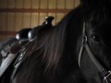 black horse wearing leather saddle