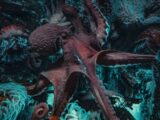 an octopus is laying on the ocean floor