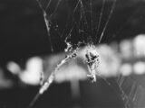 grayscale photo of spider web