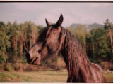 A dark brown horse with a flowing mane stands outdoors.