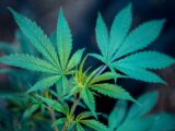 green plant