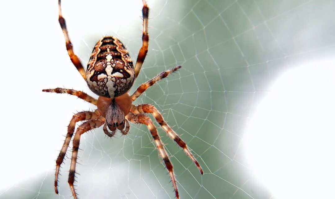 Spider-Man: Jak działa pajęczy zmysł? Naukowe podstawy i psychologiczne aspekty zjawiska 'Spider-Sense’ – czy można go symulować?