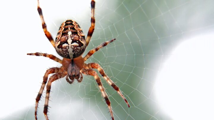 Spider-Man: Jak działa pajęczy zmysł? Naukowe podstawy i psychologiczne aspekty zjawiska 'Spider-Sense’ – czy można go symulować?