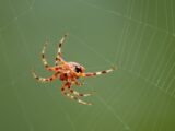 A close up of a spider on a web