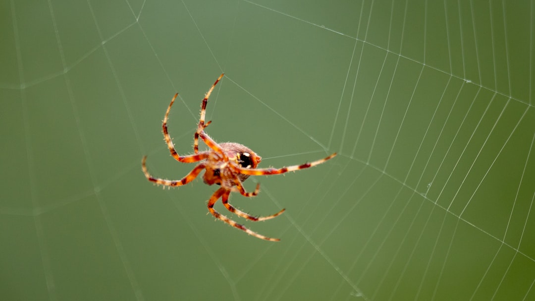 Spider-Man i zarządzanie kryzysem osobistym: Jak Peter Parker radzi sobie z odpowiedzialnością za bezpieczeństwo bliskich?